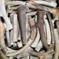 MARAL HORN - LƏZZLİ TƏRƏK