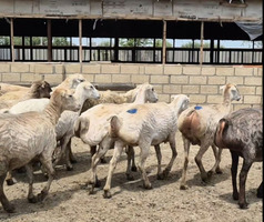 Guzu satilir Topdan Dişi, il: 1, 100 kq, Damazlıq, Pulsuz çatdırılma