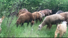 Qurbanlıx quzular ve qoclar Xankendi Xocalı ve Şuşa erazisinde diri