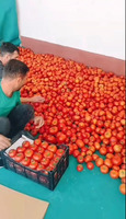 Salyan pomidoru satilir . Satisda bahadir. Topdan satis 1 yesik 14 manat.