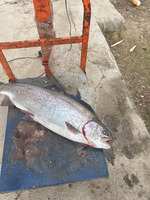 Farel balığı satiram - 3