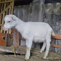 Alpin və saanrn çəpişləri satılır