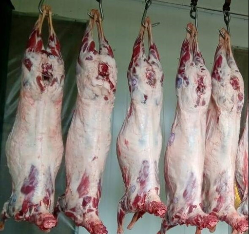 Qoyun əti satilir topdan  quzu əti halal