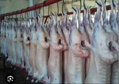Баранина на продажу, охлажденная, халяльная из Казахстана