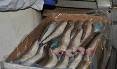 Hake, pollock, hoki, nototeniya, kalamar