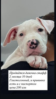 Pitbul satilir 2 ay, Dişi, Peyvəndli