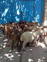 Quzu, Erkək, Qala, ay: 3, 19 kq, Damazlıq, Ünvandan götürmə