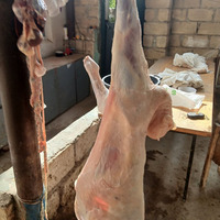 Quzu və keçi – diri və kəsilmiş ət qurbanliq quzularin kesilmesi dogranilmasi.