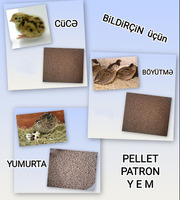 Bildirçin yemi