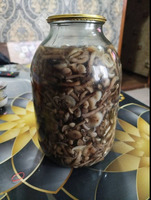 Salam Hazır 3 ltr balon. 1 ltr banka marinnovaniy Opyata göbələyi