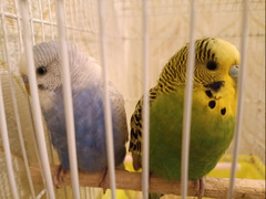 Papugai satilir