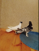 Salam. erkək maya enli quyruq qarabaslar satılır