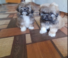 Pekines satilir 1 ay, Dişi, Ödənişli çatdırılma
