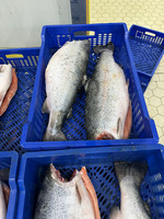 Оптовая продажа рыбы и морепродуктов