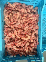Kamod