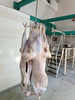 Mangoliya dan Gelen Export Goyun əti satilir 20 ton