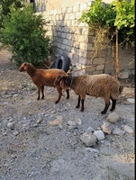 Erkey quzular satılır
