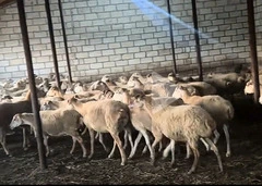 Qoyun sürüsü satilir