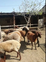 Qoyun sürüsü satilir – 31baş ətlik